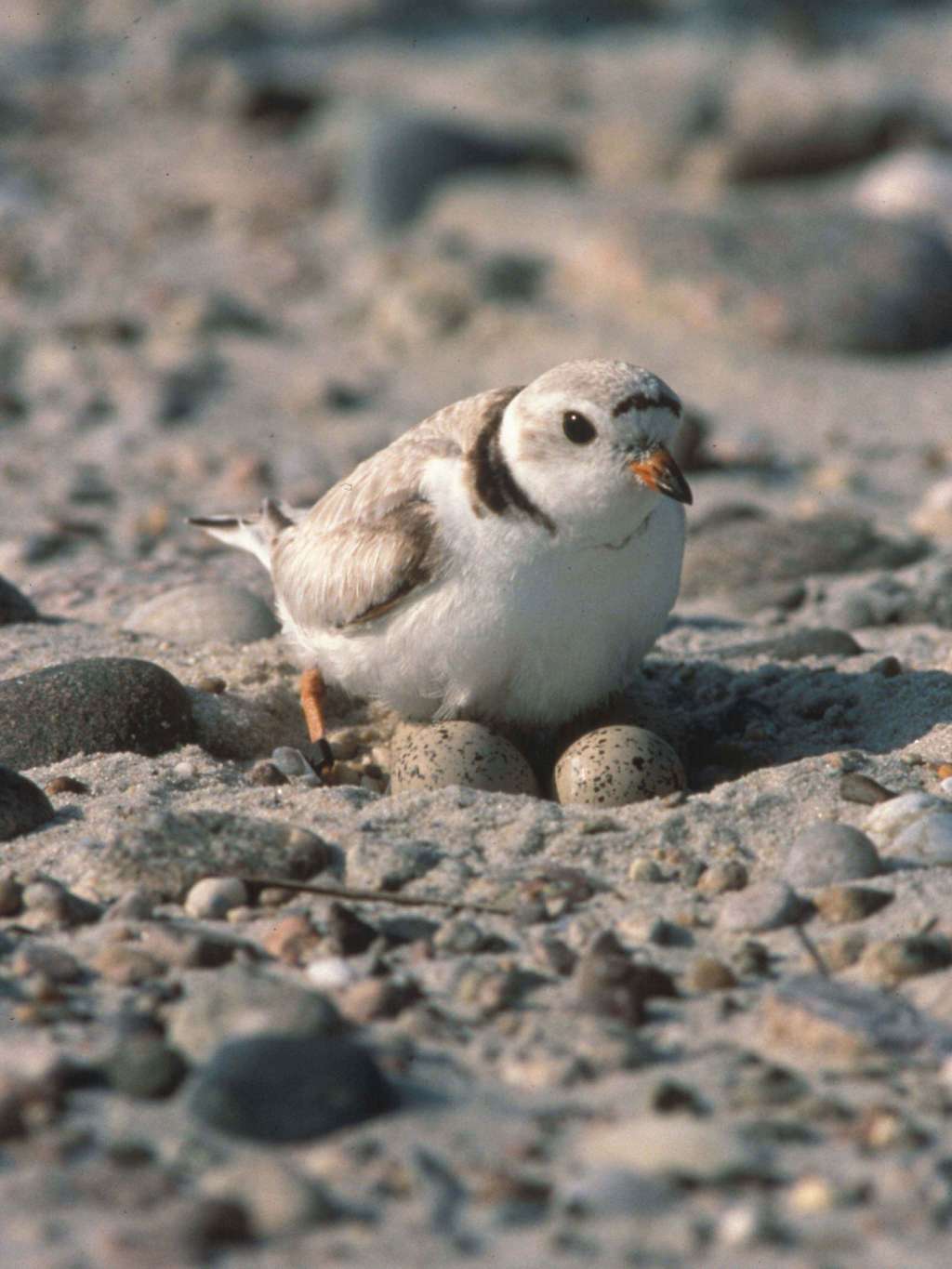 A fluffy cream-colored bird sits on a rocky beach. It has black markings around its neck, almost like a scarf, a short beak which turns from orange at its face to grey-black at the tip, and orange legs. Underneath it, it cradles its two spotted eggs.